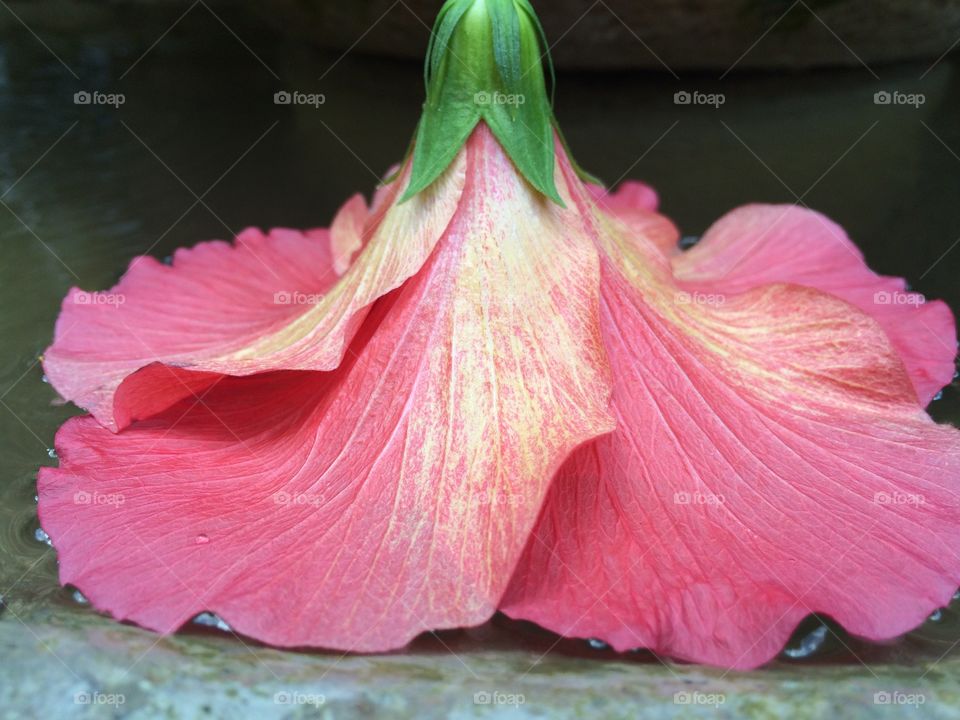 Floating hibiscus 