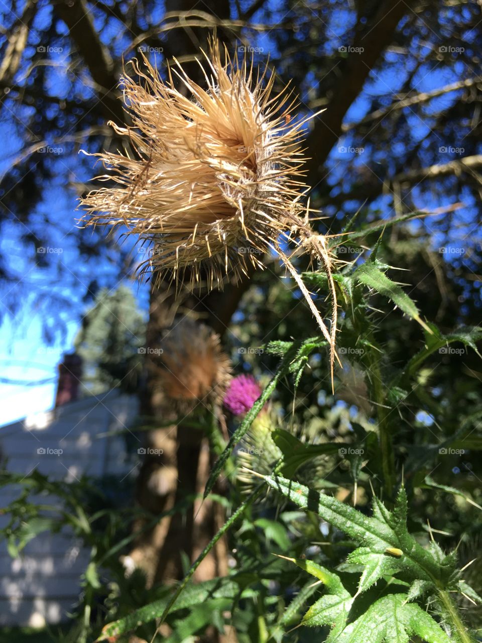 Old thistle