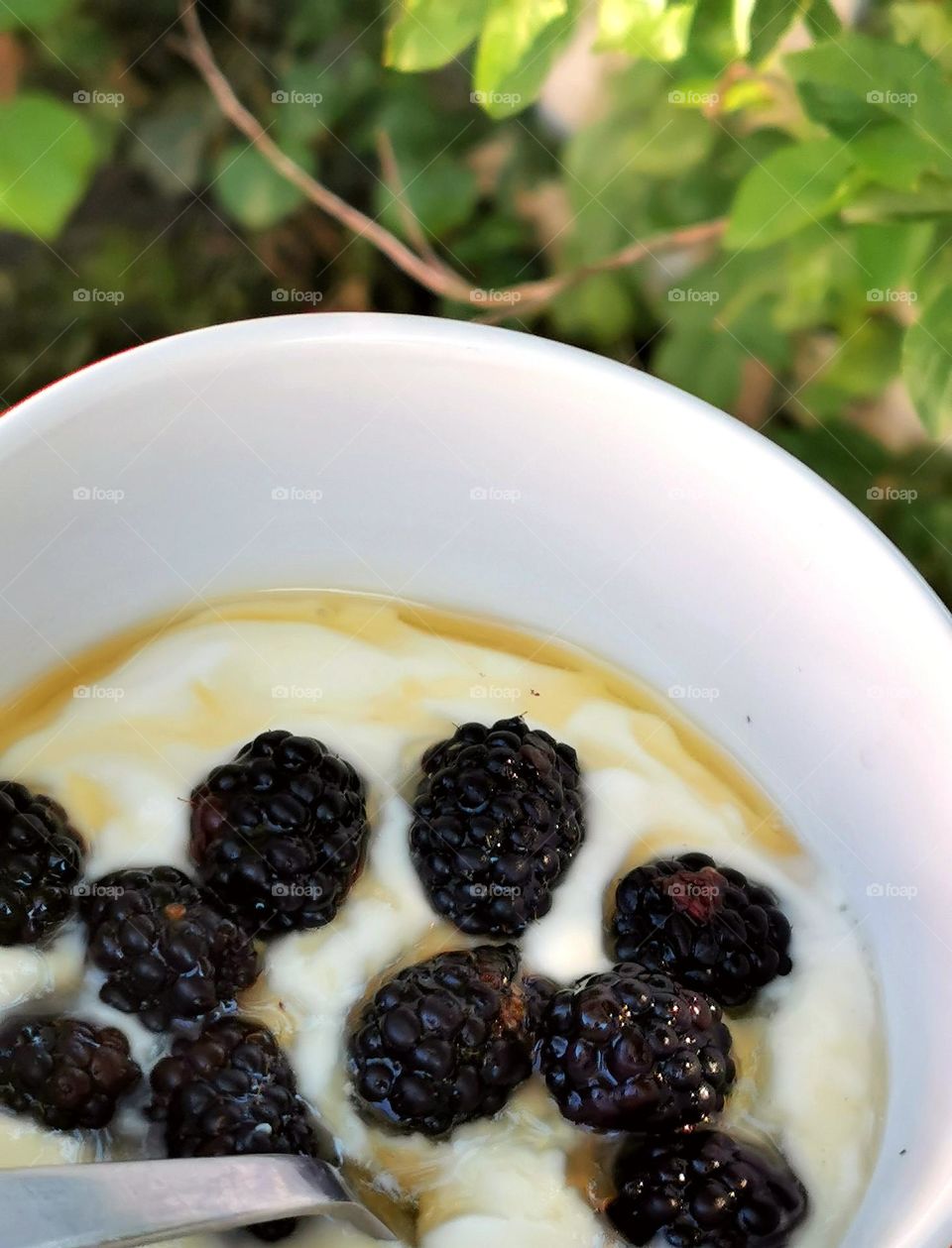 Yoghurt, blackberries, and honey