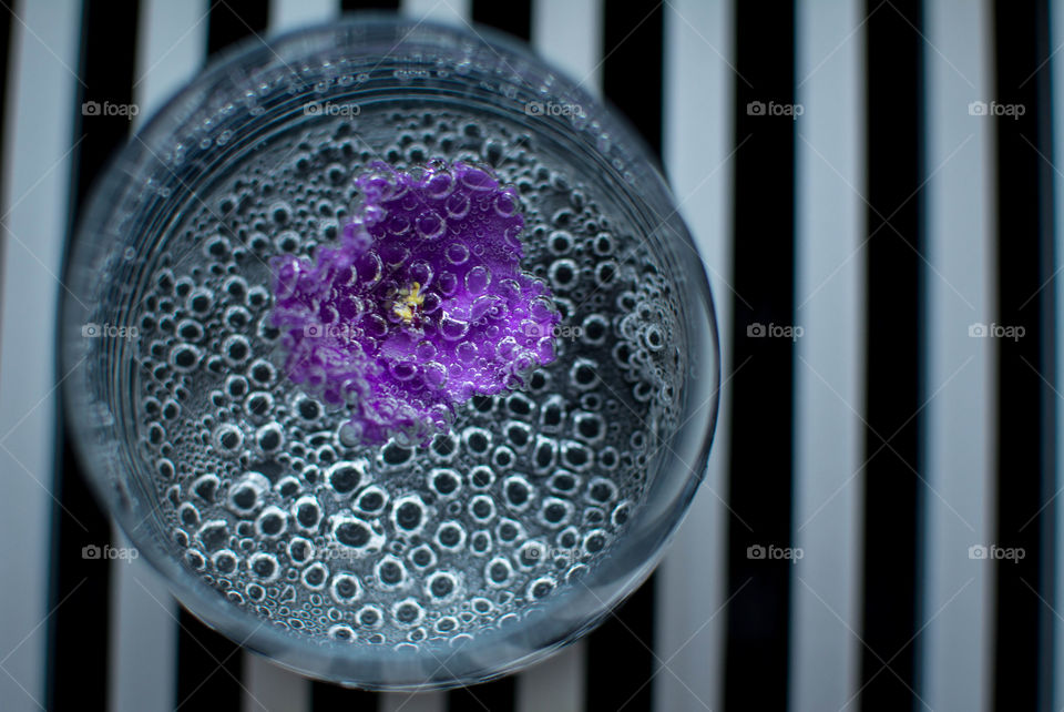 High angle view of flower in tonic water