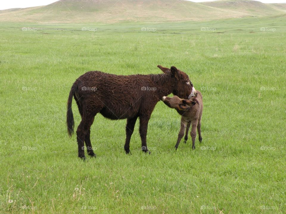 Mom and Baby Burro. South Dakota burro