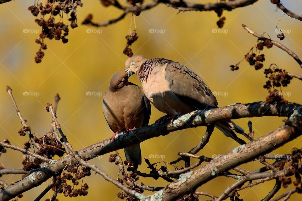 birds  - love in the air