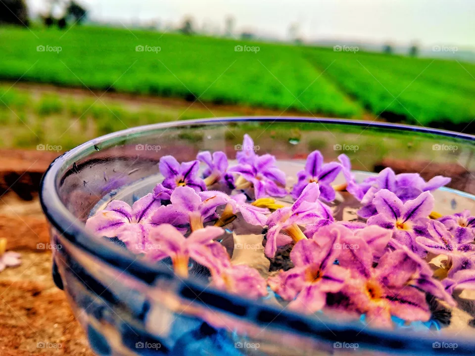 Flower