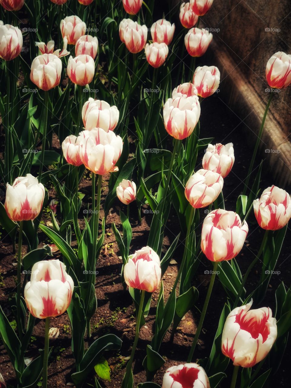 Green plant flower beauty nature greens outdoor plant flower beauty nature