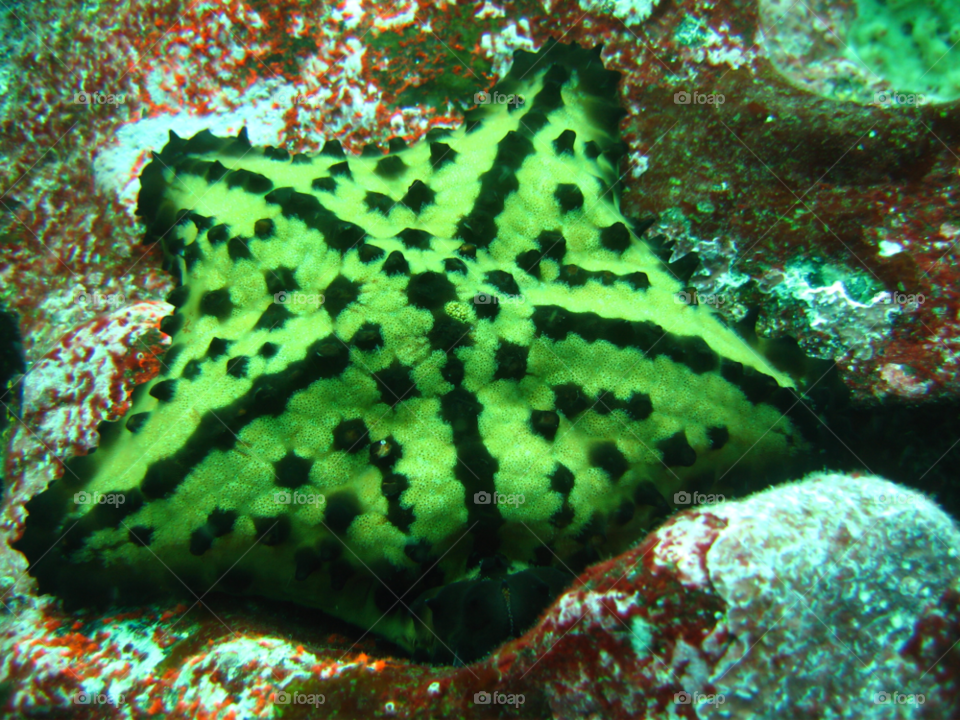 fish deep ocean floor marine star by izabela.cib