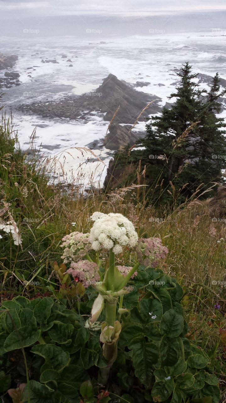 Wildflowers on the cliffs overlooking the Pacific at Cape Arago near Charelston, Or