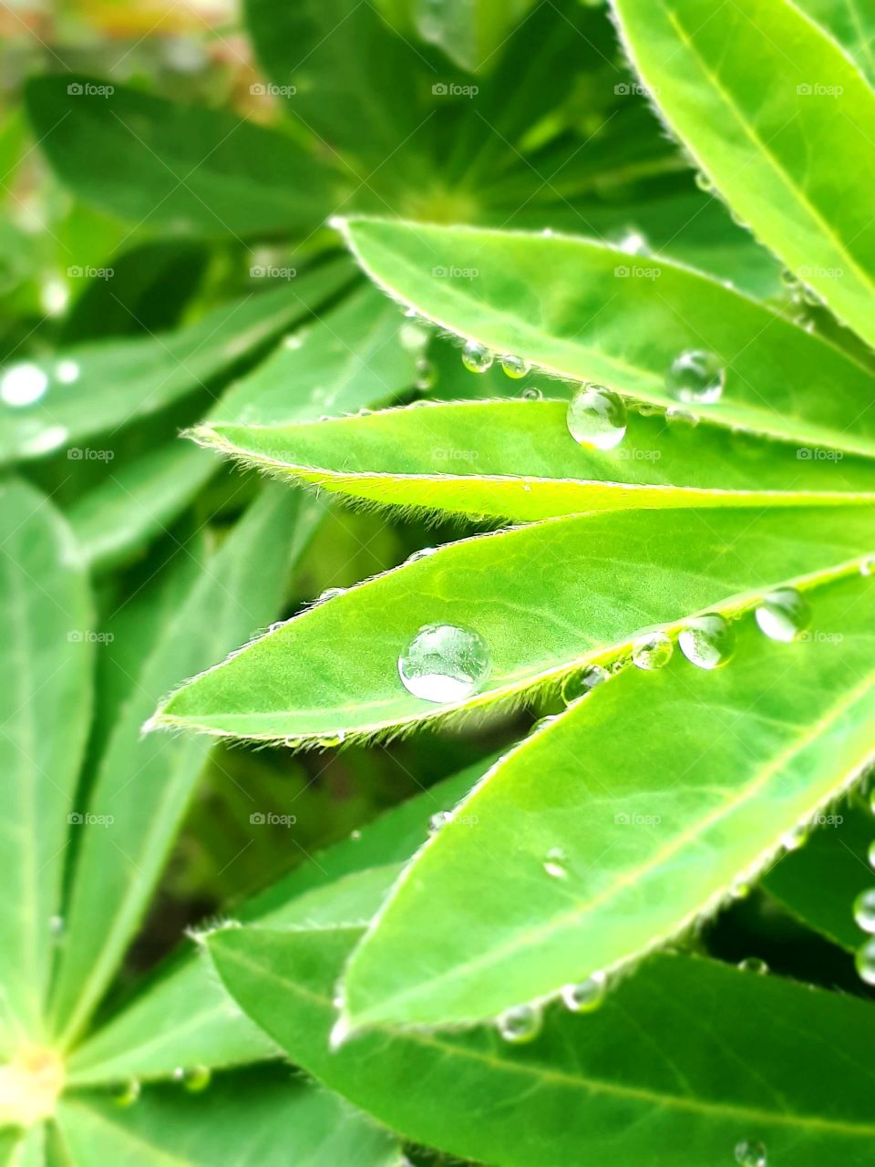 Drops of water on leaves of grass and plants after rain