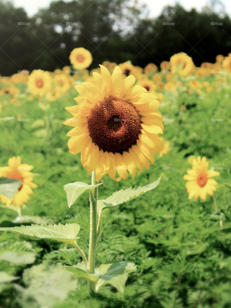 Sunflower in bloom