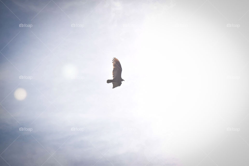 Bird, Sky, No Person, Flight, Freedom