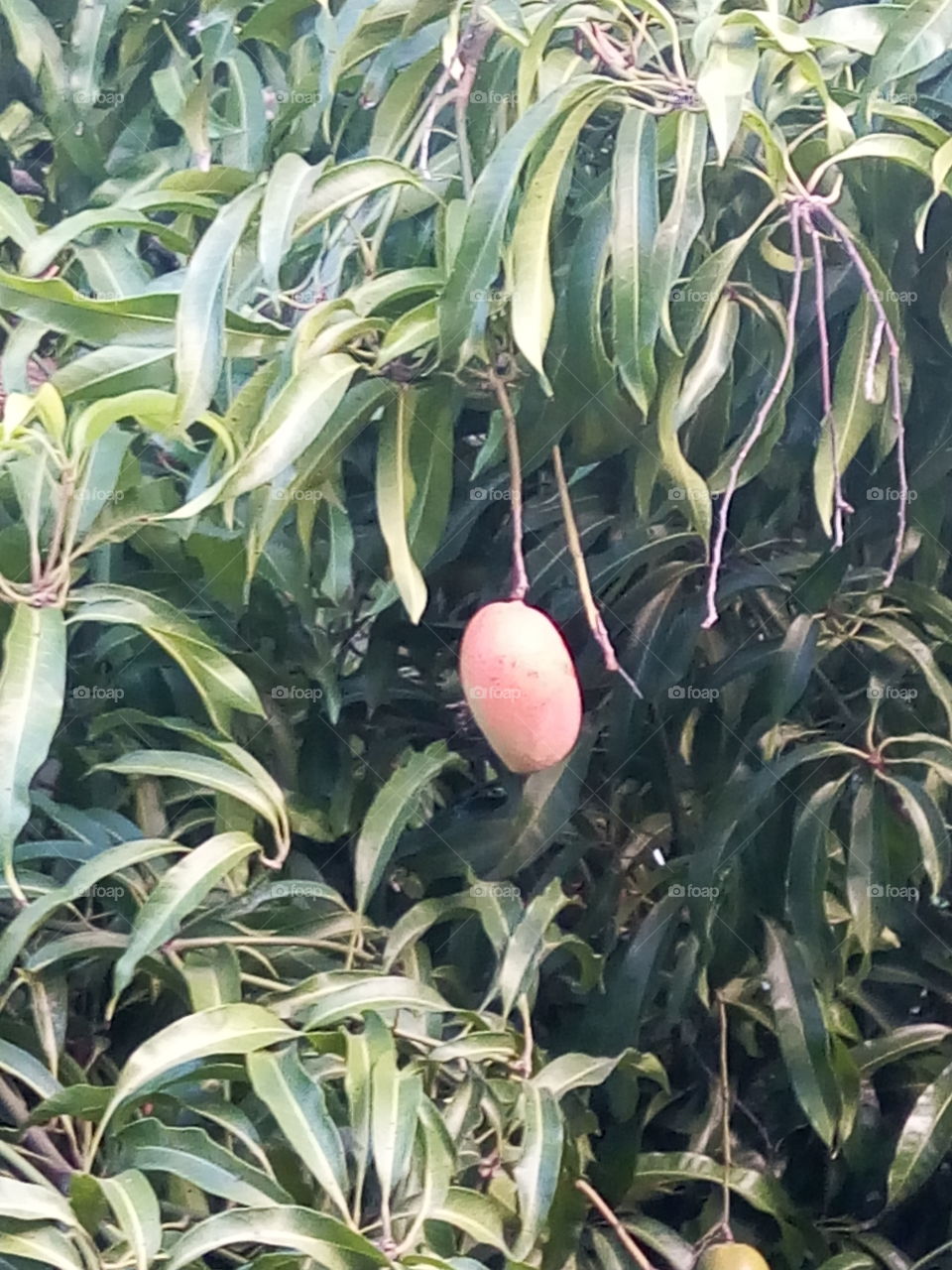 Nature, Flora, Leaf, Garden, No Person