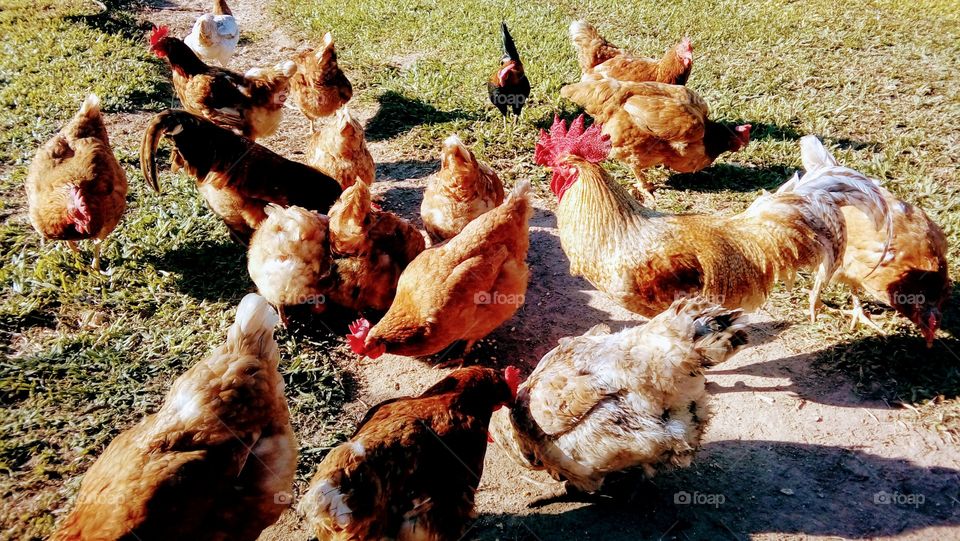 chickens,  Beutiful animals
