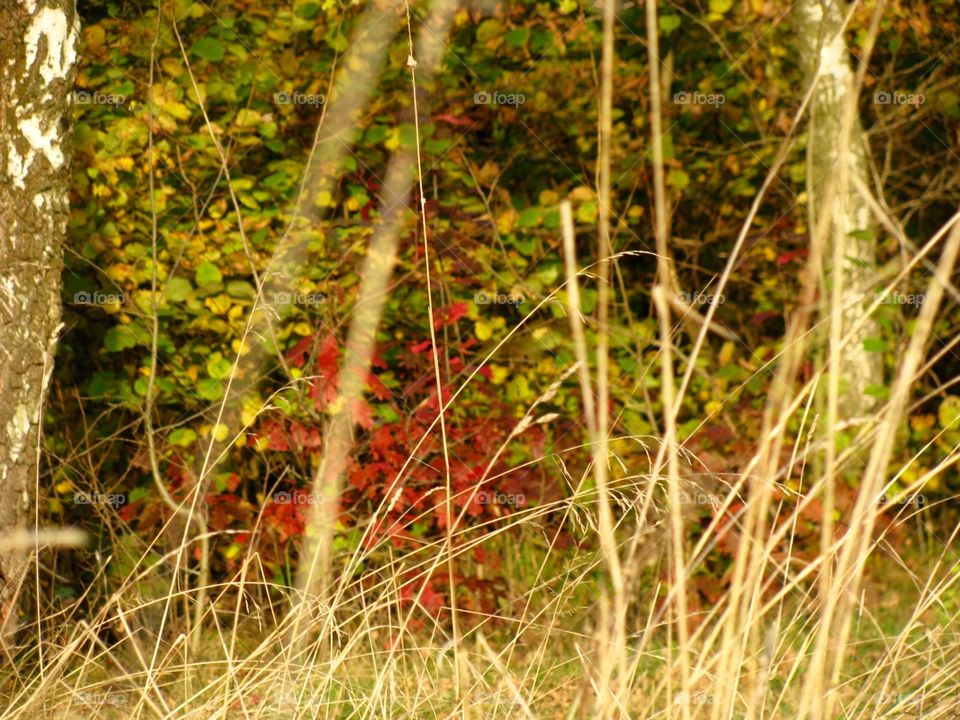 Autumn in the forest