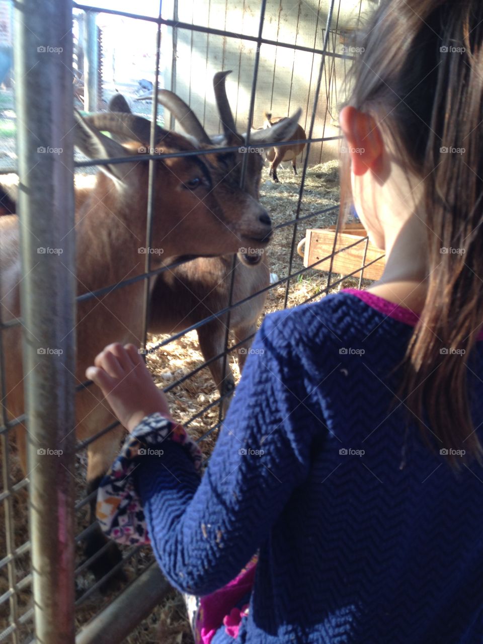 A Girl and a Goat