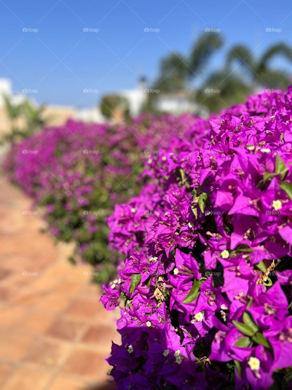 Pink flowers in vases line 