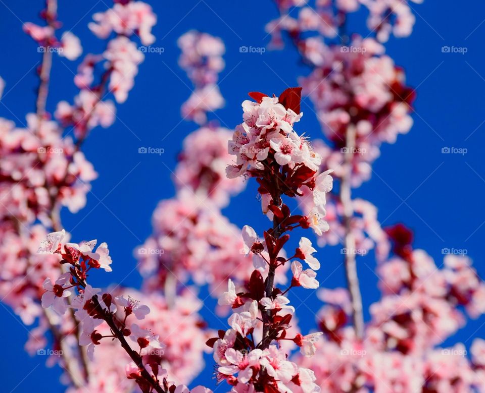 Cherry Blossom Tree