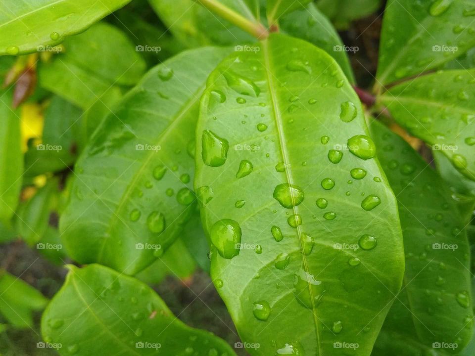 green leaves in rainy drop