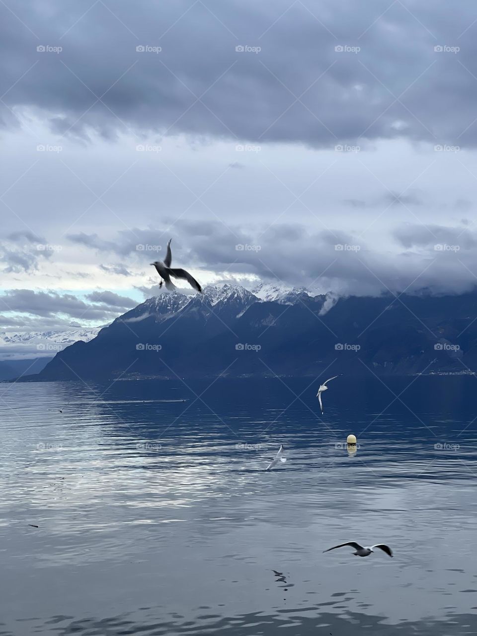 Lake seagulls flying over Lausanne Leman lake, Vaud, Switzerland 