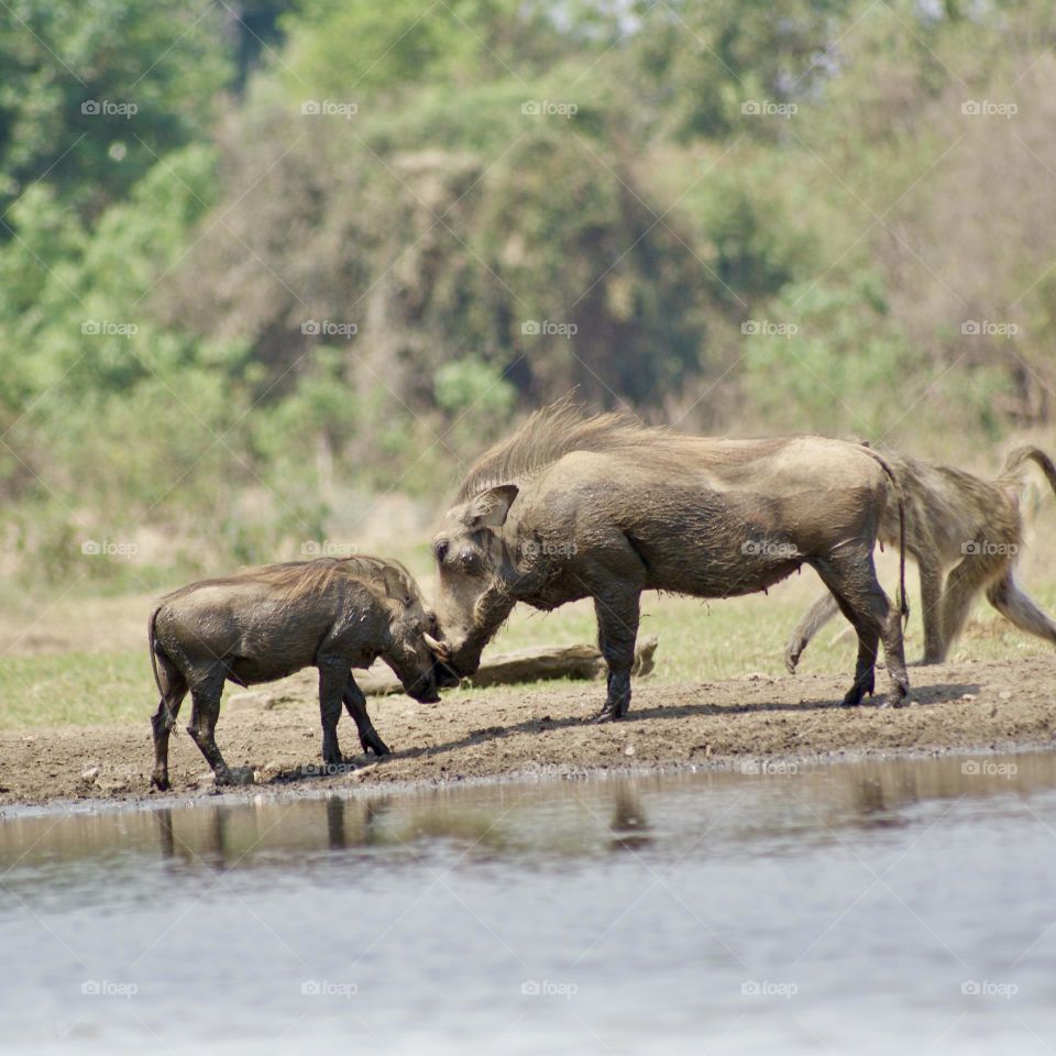 Warthogs embracing 