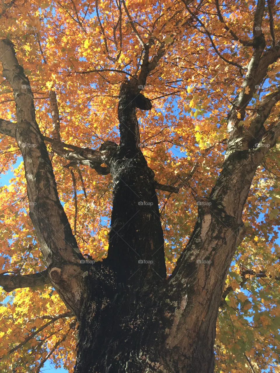 Fall, Leaf, Tree, Maple, Season