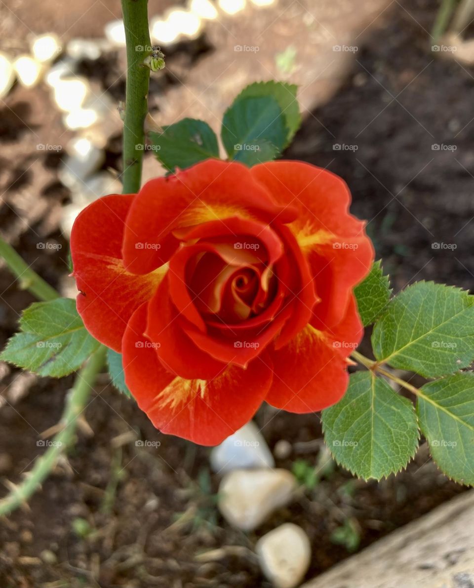 🌹 🇺🇸 Very beautiful flowers to brighten our day.  Live nature and its beauty. Did you like the delicate petals? / 🇧🇷 Flores muito bonitas para alegrar nosso dia. Viva a natureza e sua beleza. Gostaram das pétalas delicadas? 