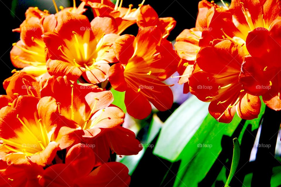 Flowers in orange 