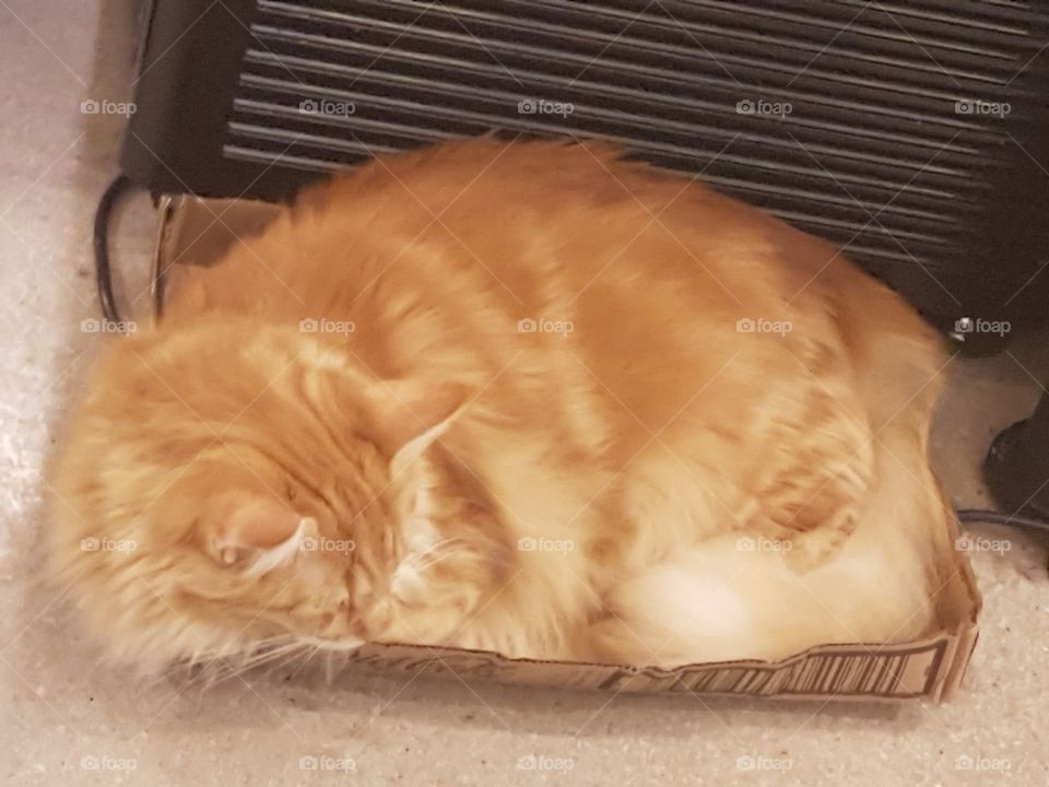 Big fluffy ginger cat