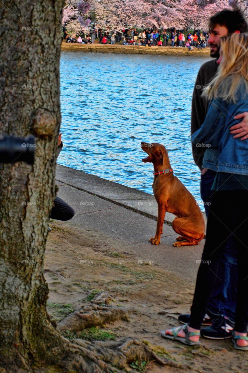 people and dogs posing