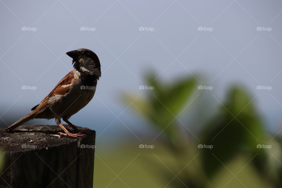 Bird of northern Ohio, USA