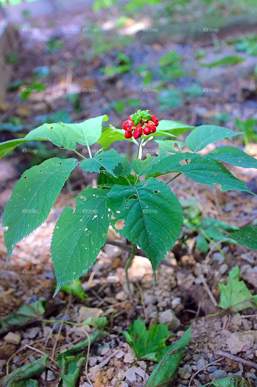 American Ginseng with Red Berries