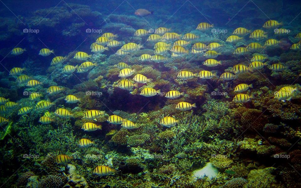 A bright group of yellow and black striped fish swim on a coral reef in the South Pacific. 