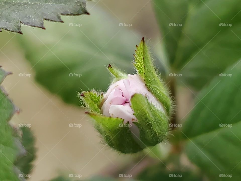 Spring time blackberry blossom appearing.