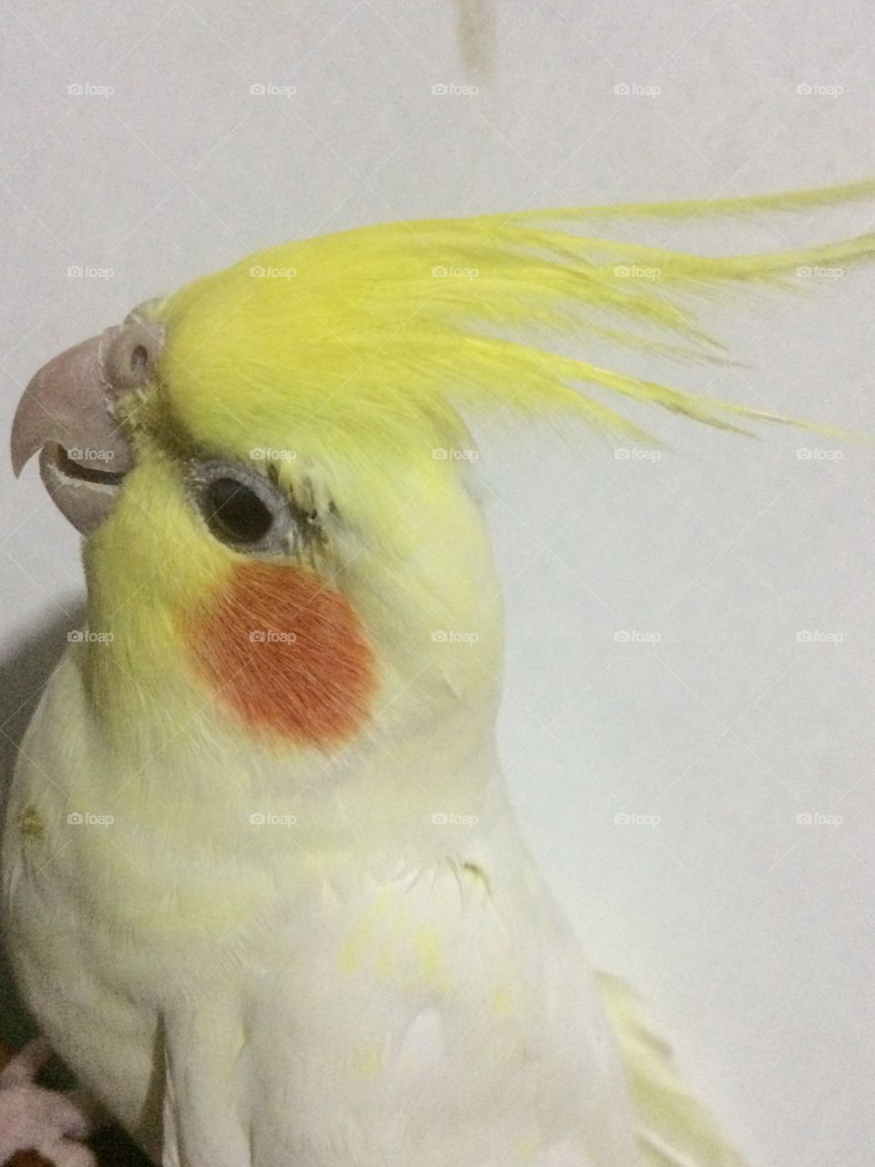 Cocktail Bird