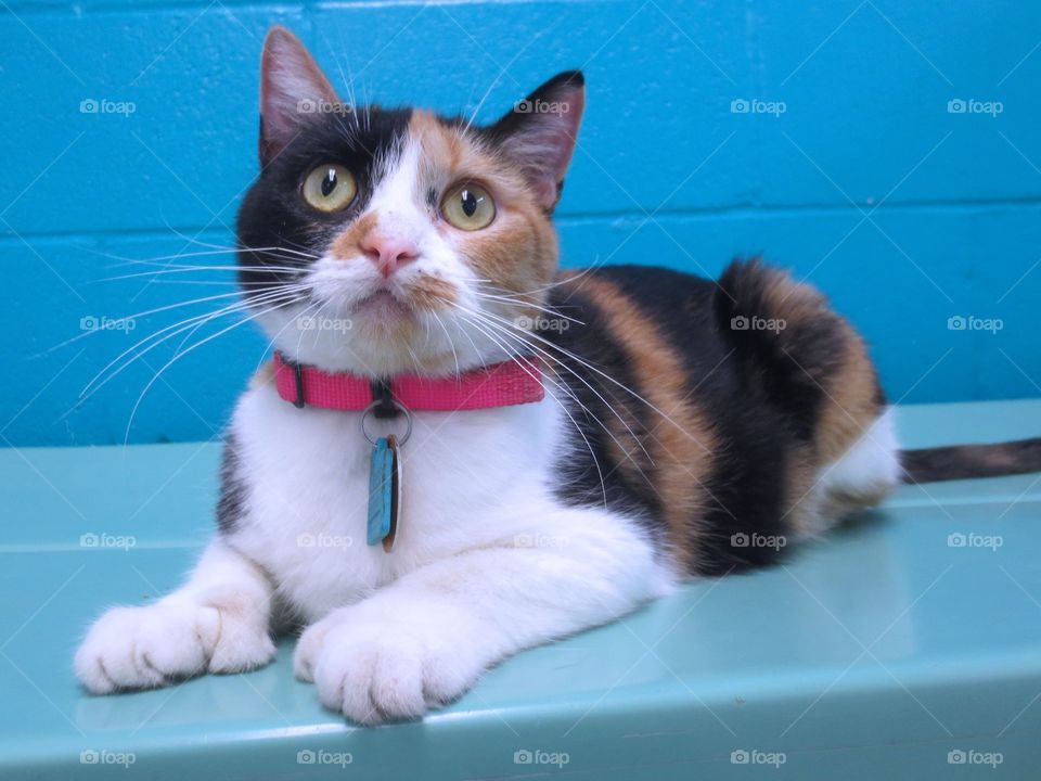 Calico cat 