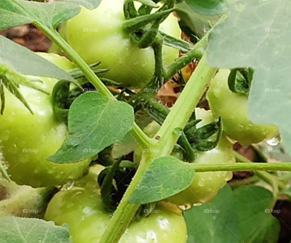 Bunch of fresh hanging unripe Tomatoes ready to make pickle