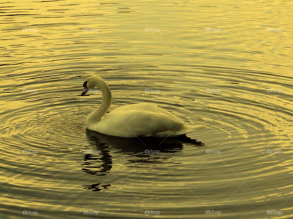 Yellow filter on floating swan purity full length