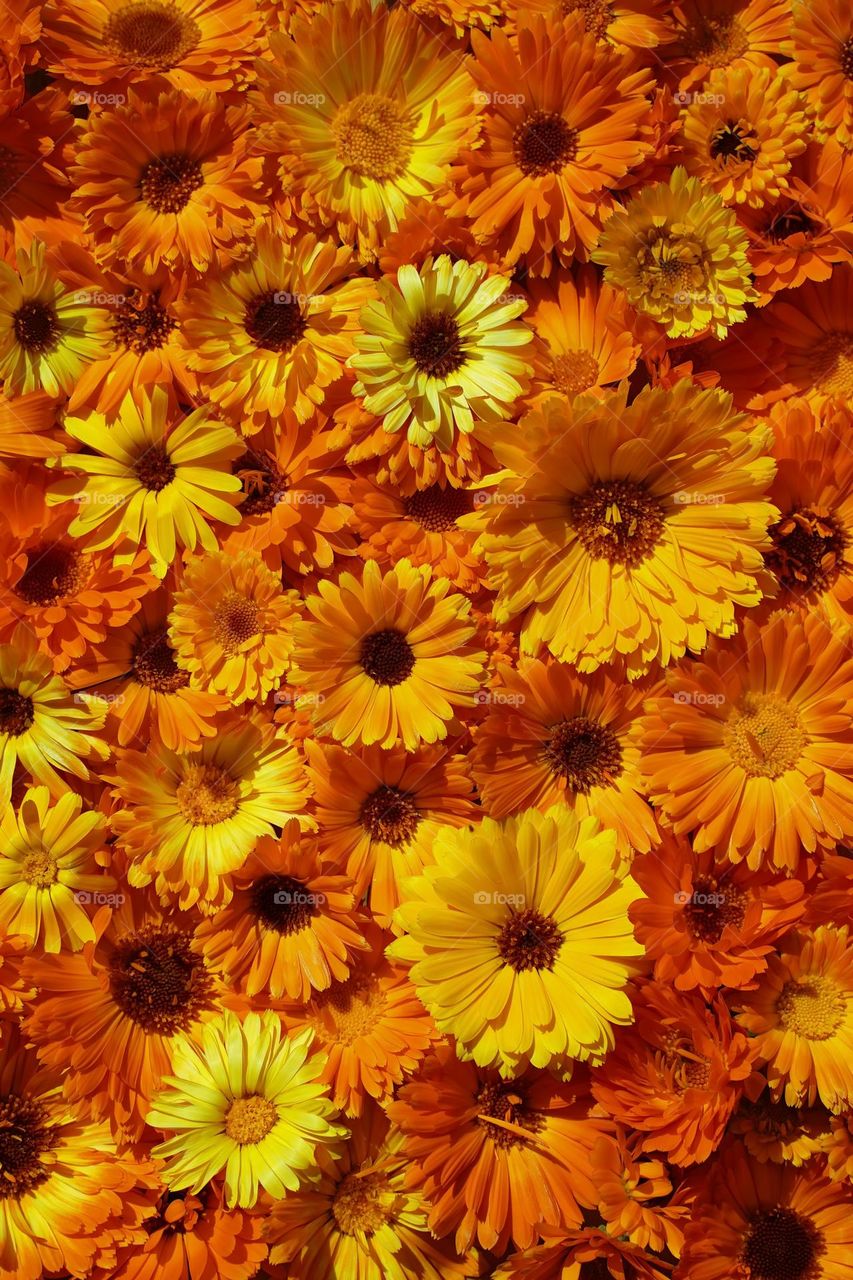 Orange calendula flowers