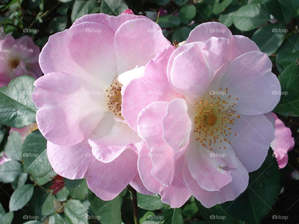 Pink rosehip