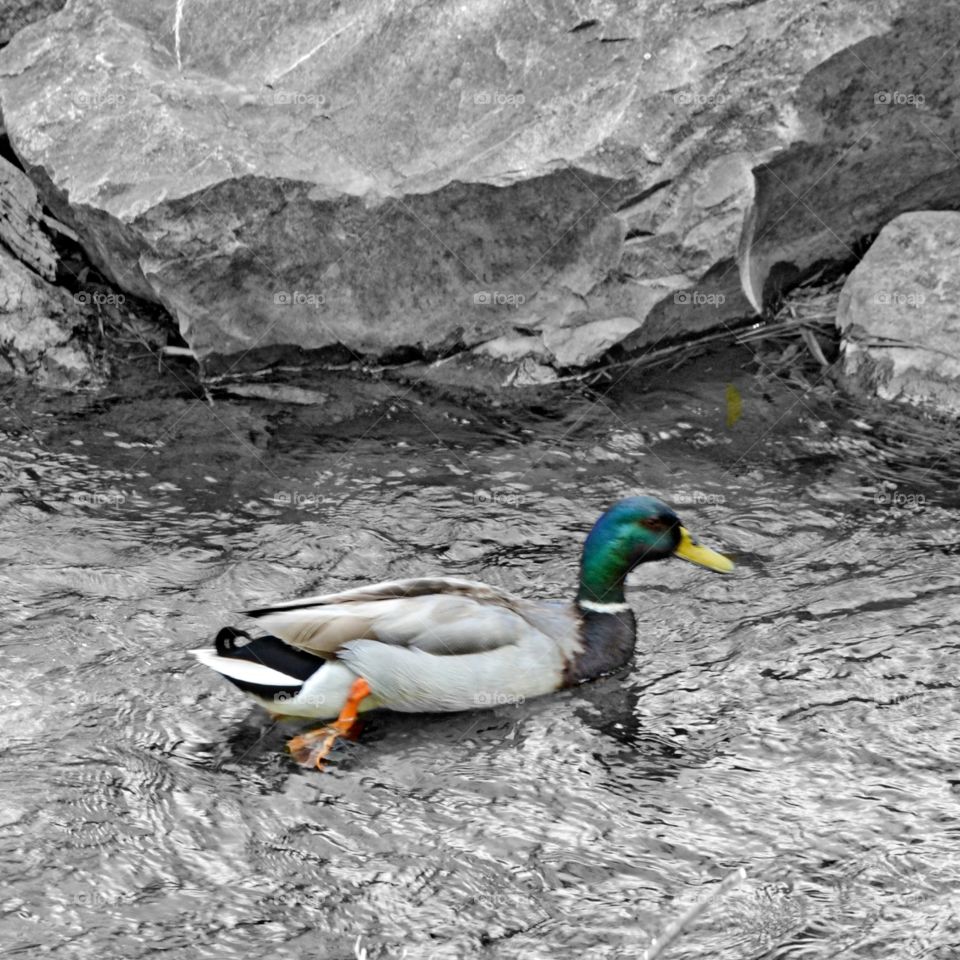 Mallard Duck colorspot