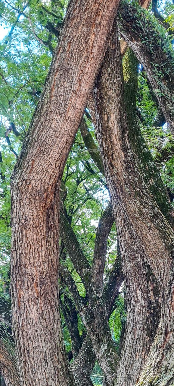 Beautiful formation of trees with trunks and branches intertwined, next to the cycling track.
