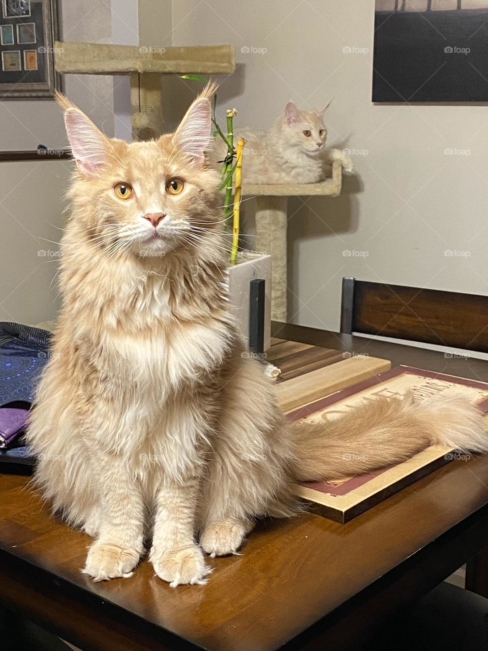 Mainecoon kittos