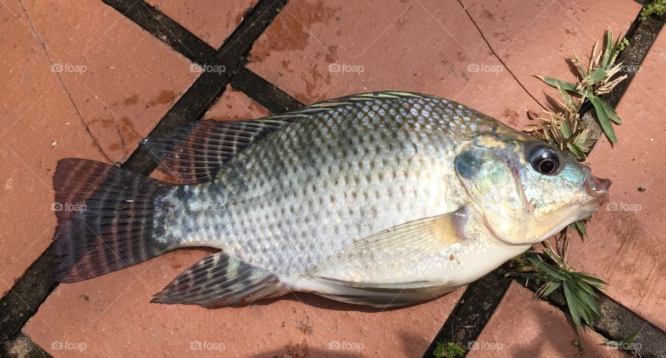 Peixe que acabou de ser pescado! Essas são tilápias com carne branca e suculenta. Peixadas na Chácara Patury. 