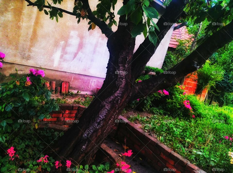 Cherry tree,summer,garden