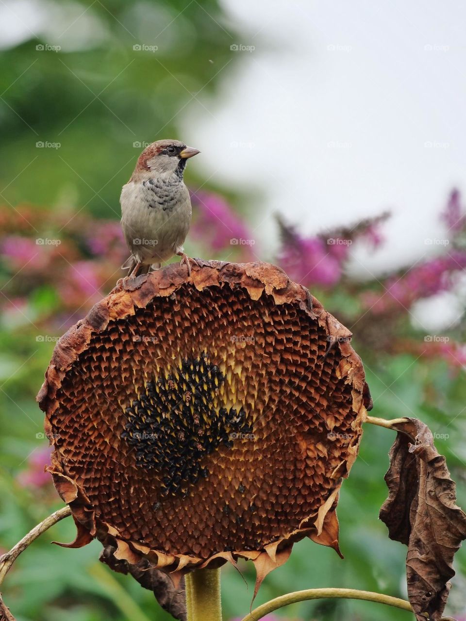 Sparrow searching for seeds