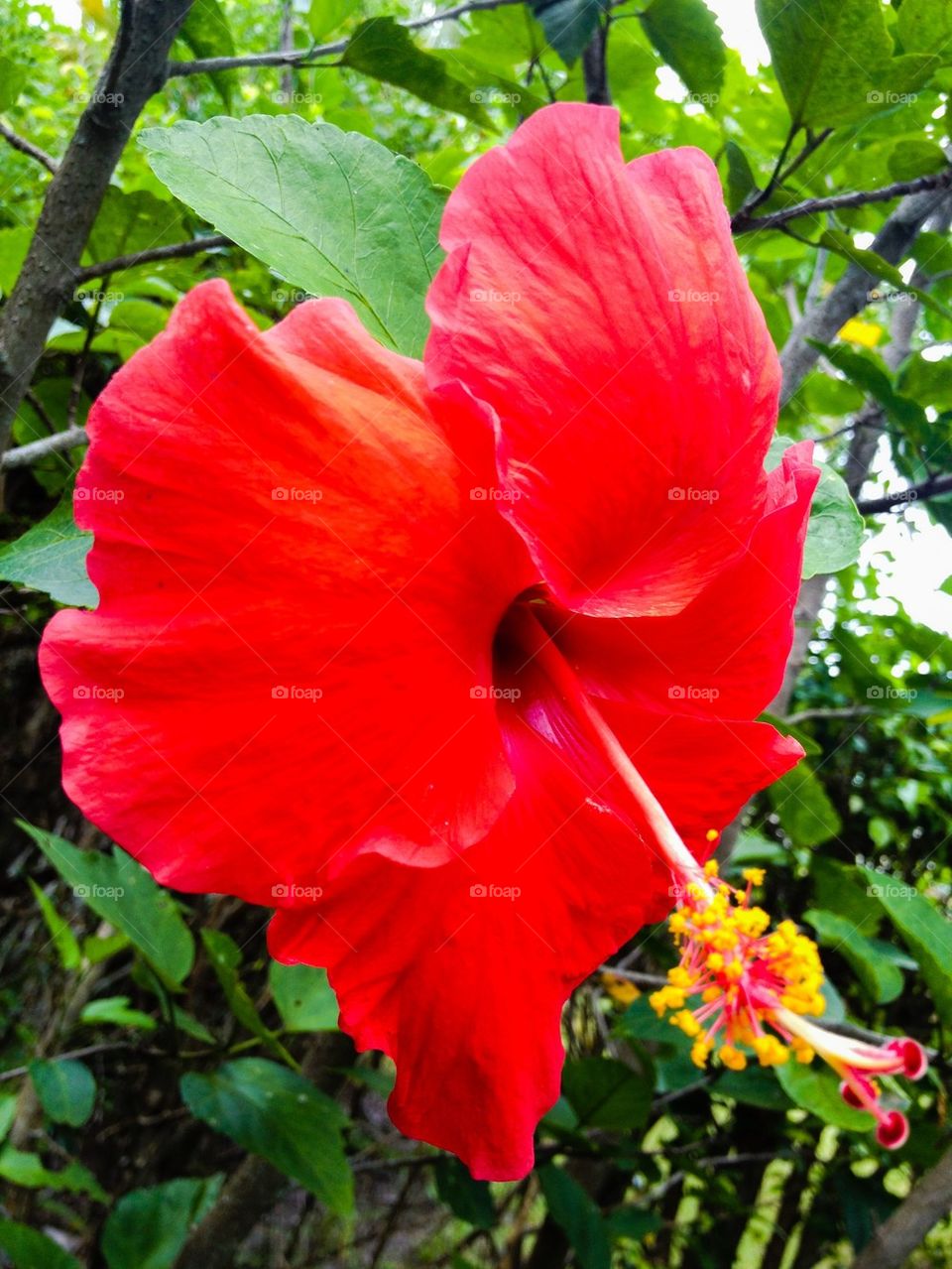 Hibiscus