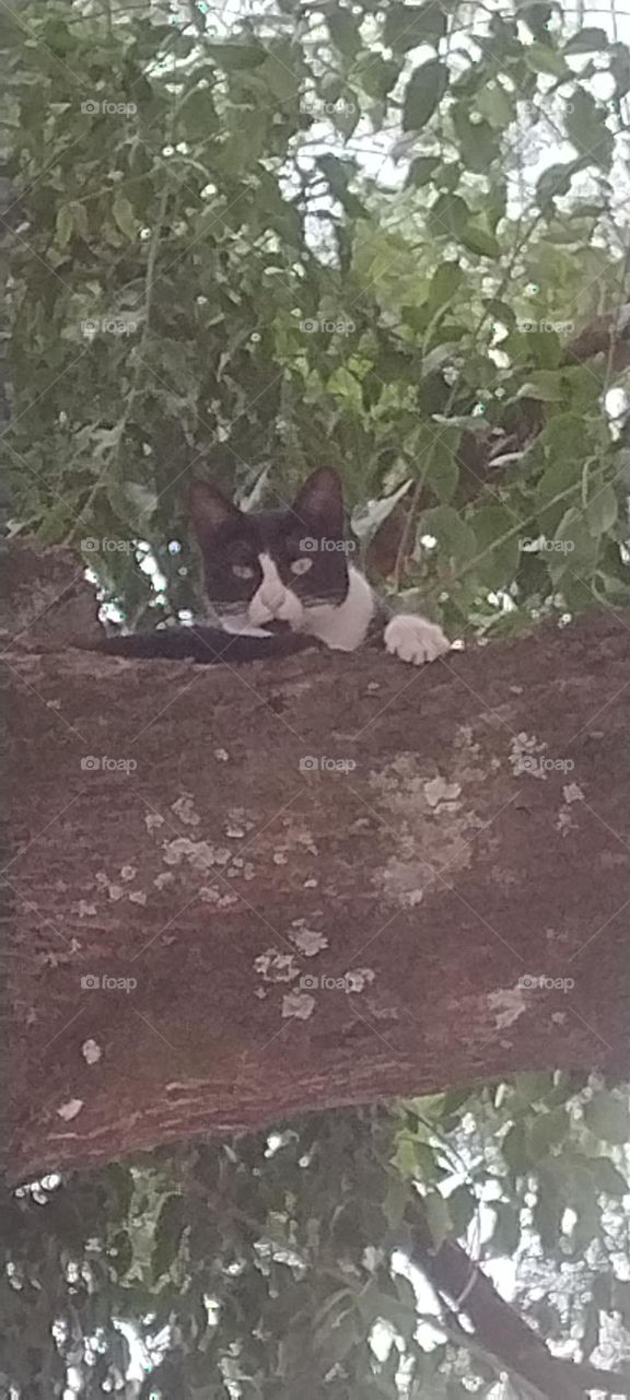 cat in the tree beautiful