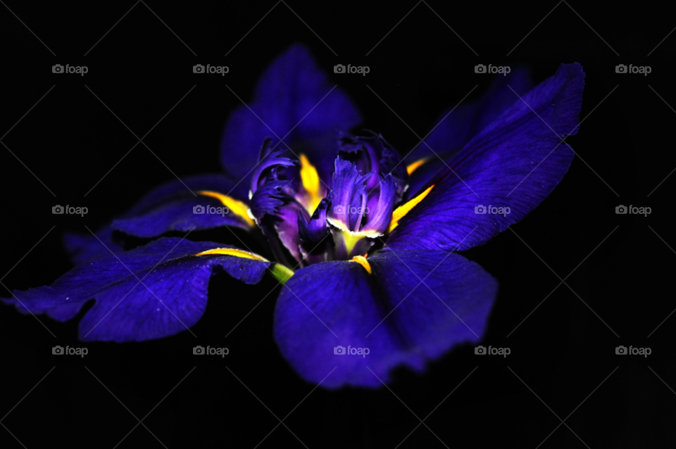 flower purple night iris by lightanddrawing