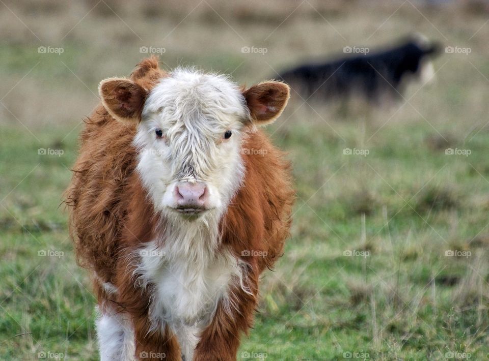 Fluffy calf