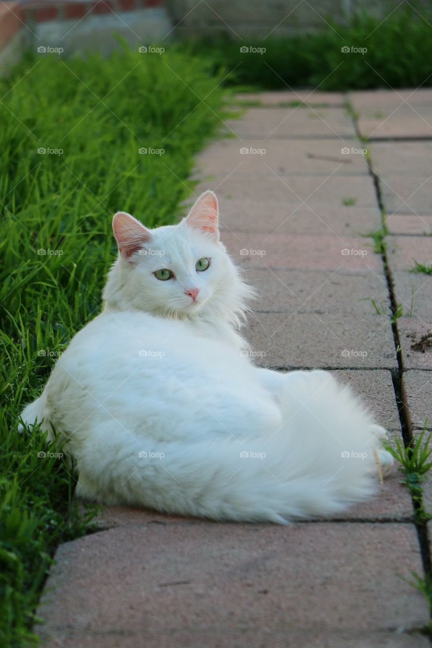 Relaxing in the yard on a warm spring day