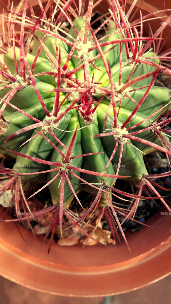 Cactus Crimson
