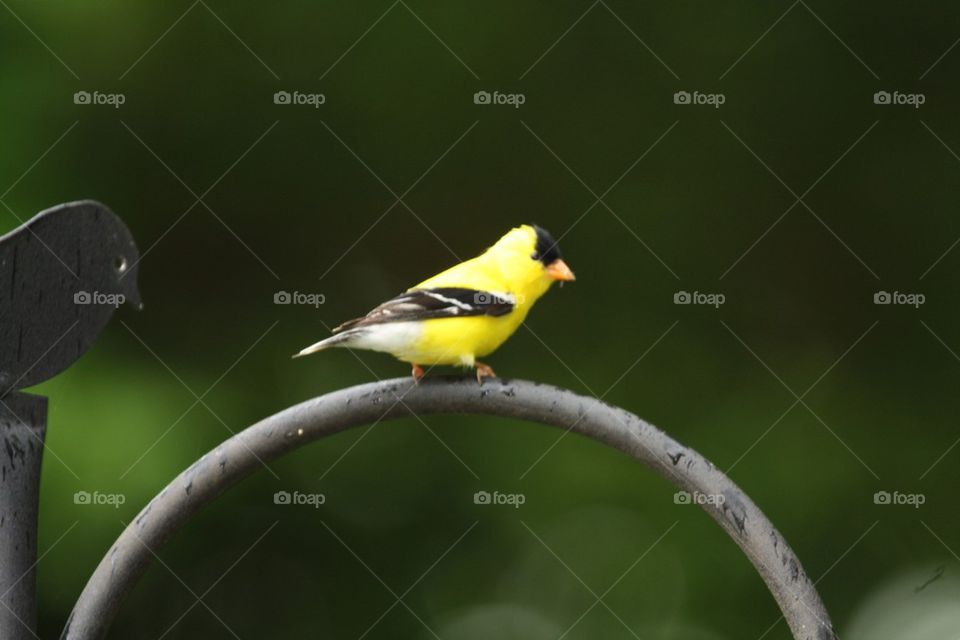 Yellow Finch